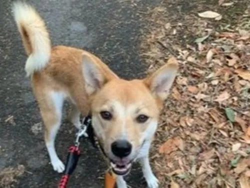 茶色の中型犬を探しています