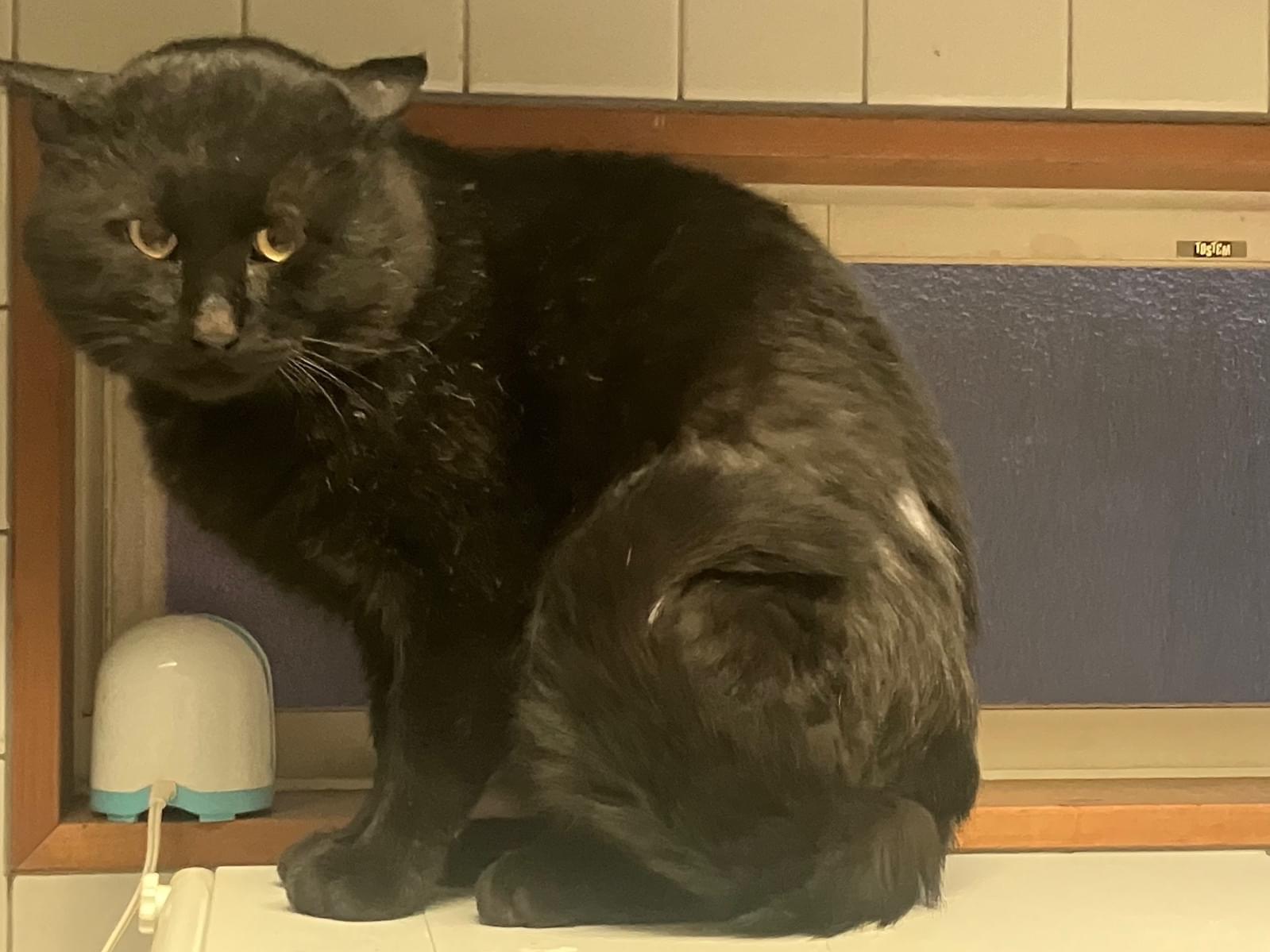 保護された猫 保護された猫