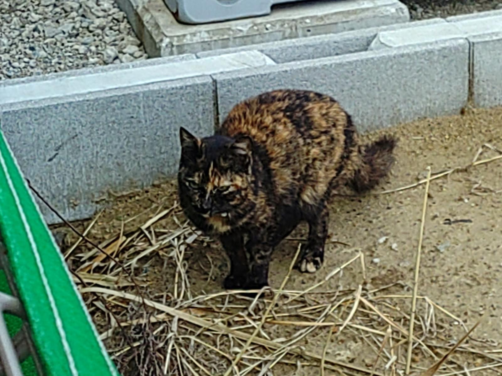 目撃された猫 目撃された猫