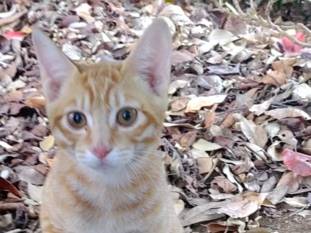 目撃された猫 目撃された猫