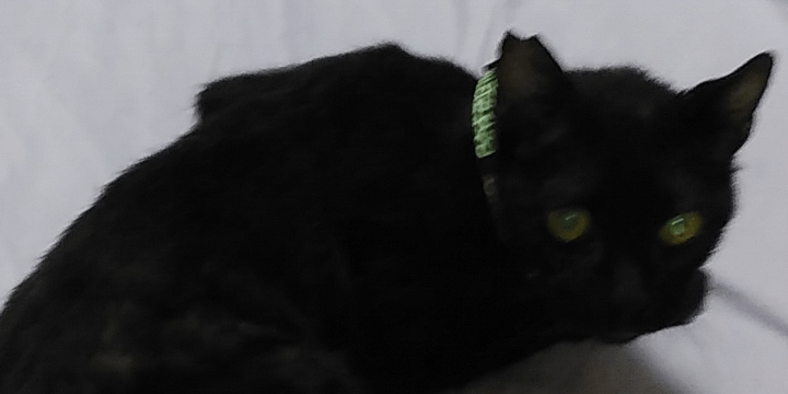 八重歯が出ている黒猫を探しています