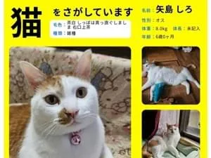 右口上茶 茶白猫