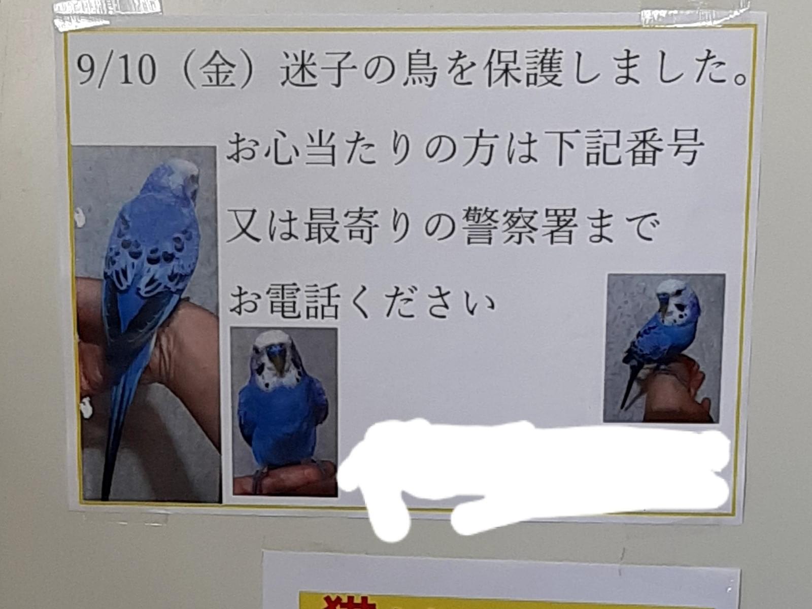 目撃された鳥 目撃された鳥