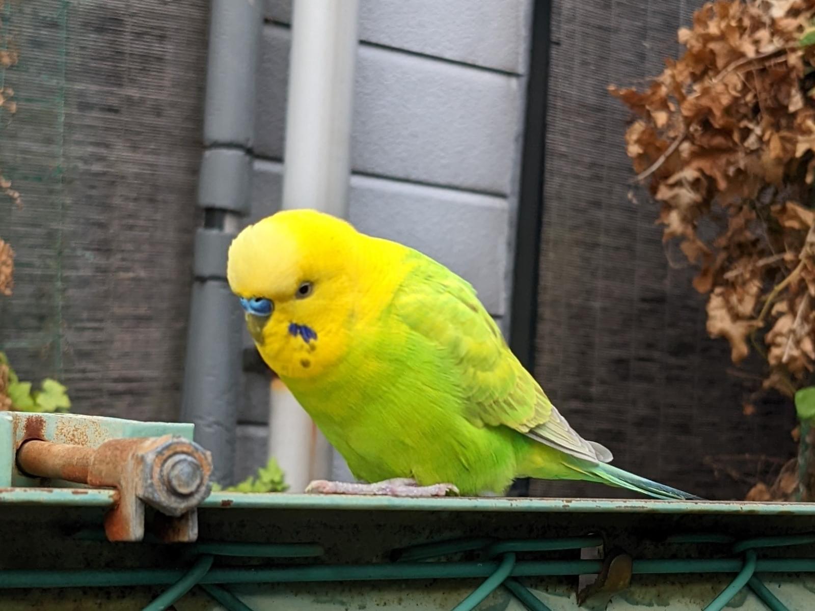 目撃された鳥 目撃された鳥