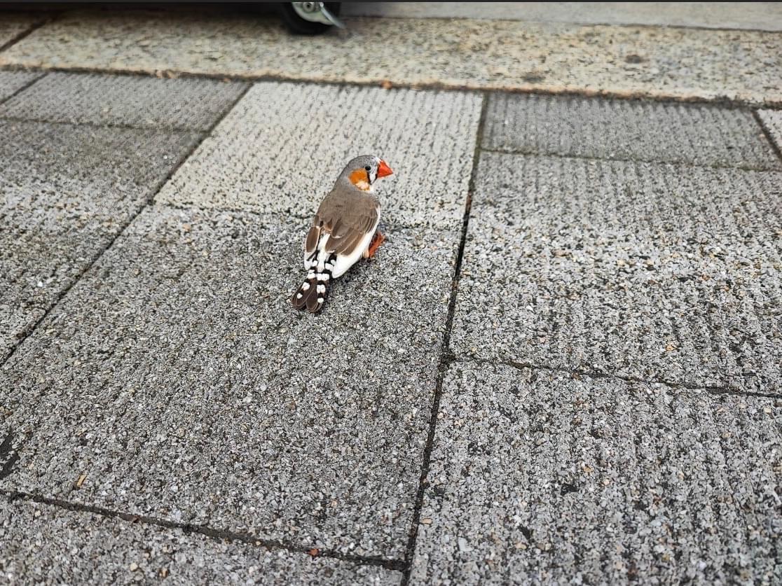 目撃された鳥 目撃された鳥