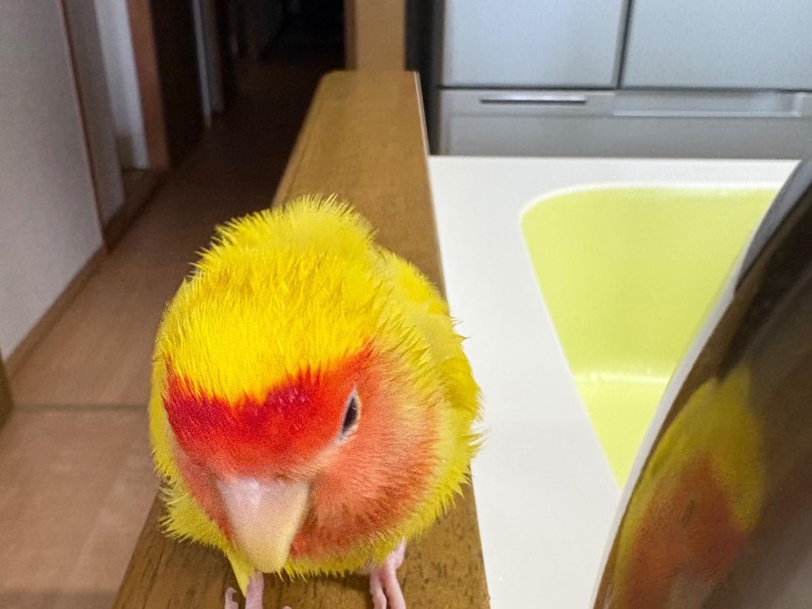 マルちゃん マルちゃん