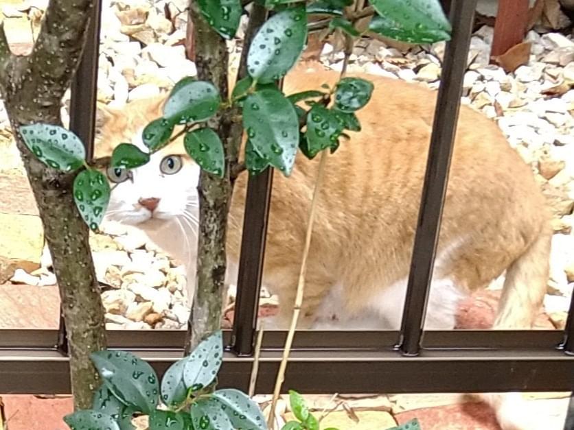 目撃された猫 目撃された猫