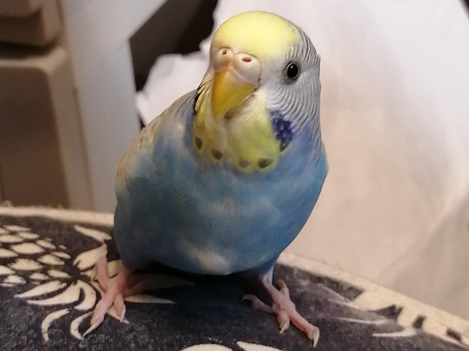 保護された鳥