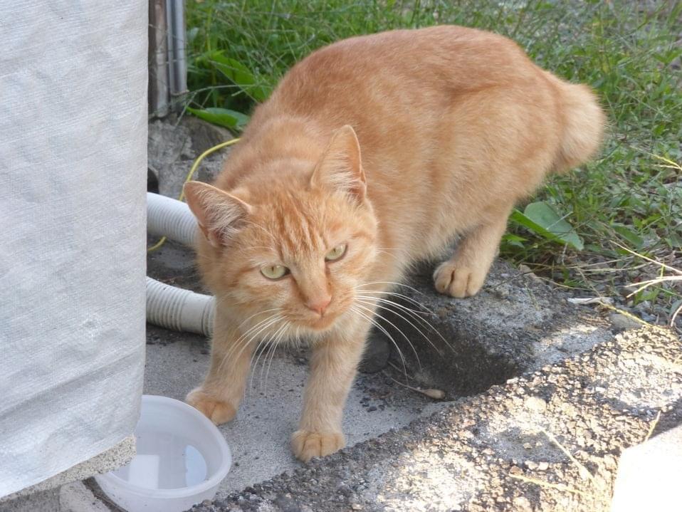 保護された猫 保護された猫