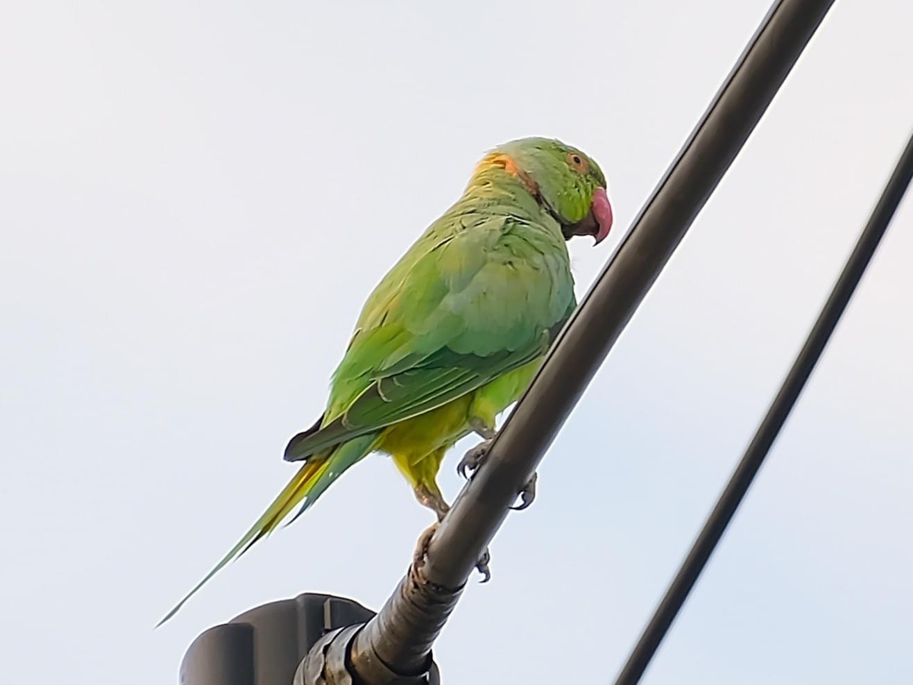 目撃された鳥 目撃された鳥