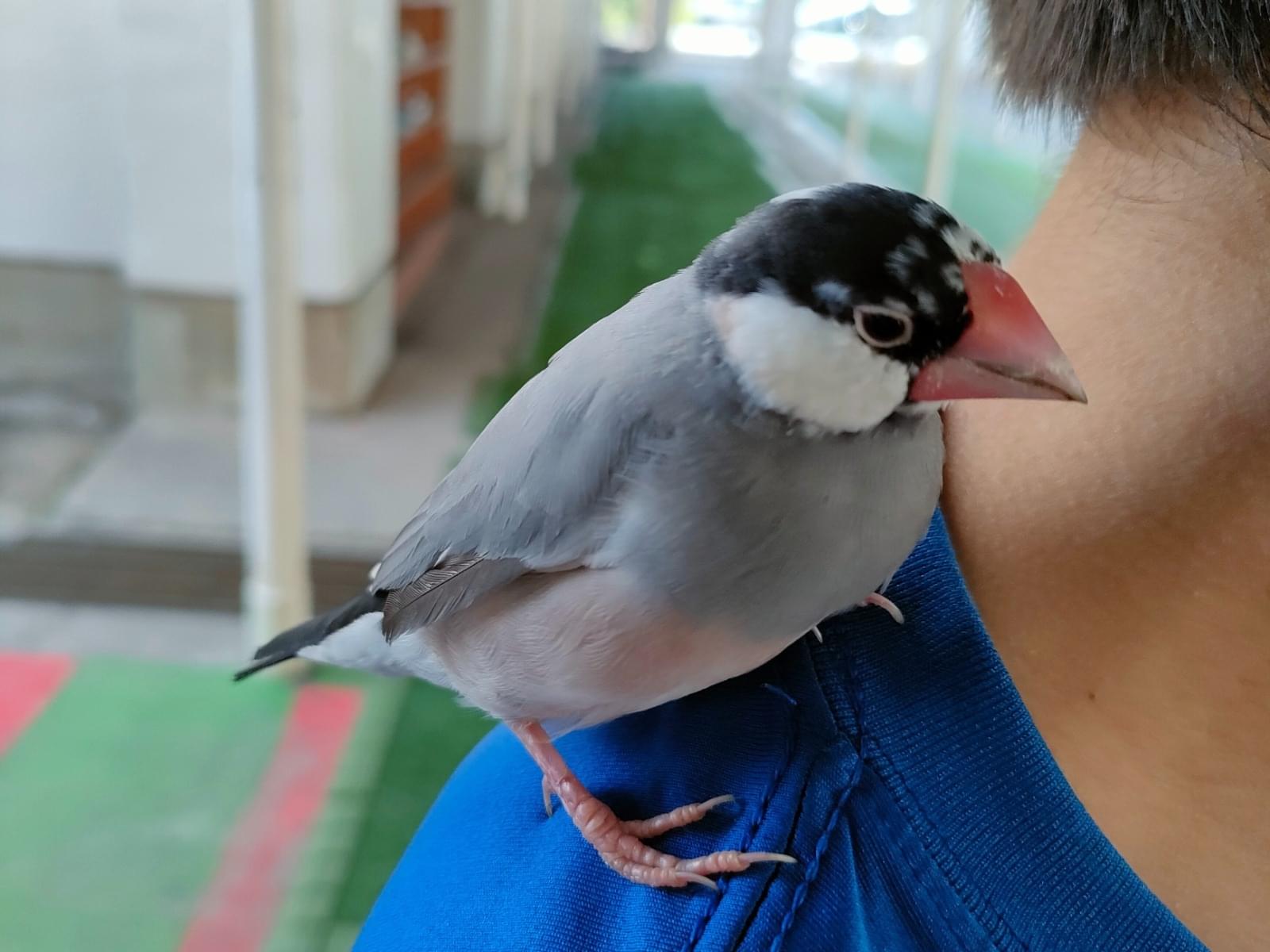保護された鳥 保護された鳥
