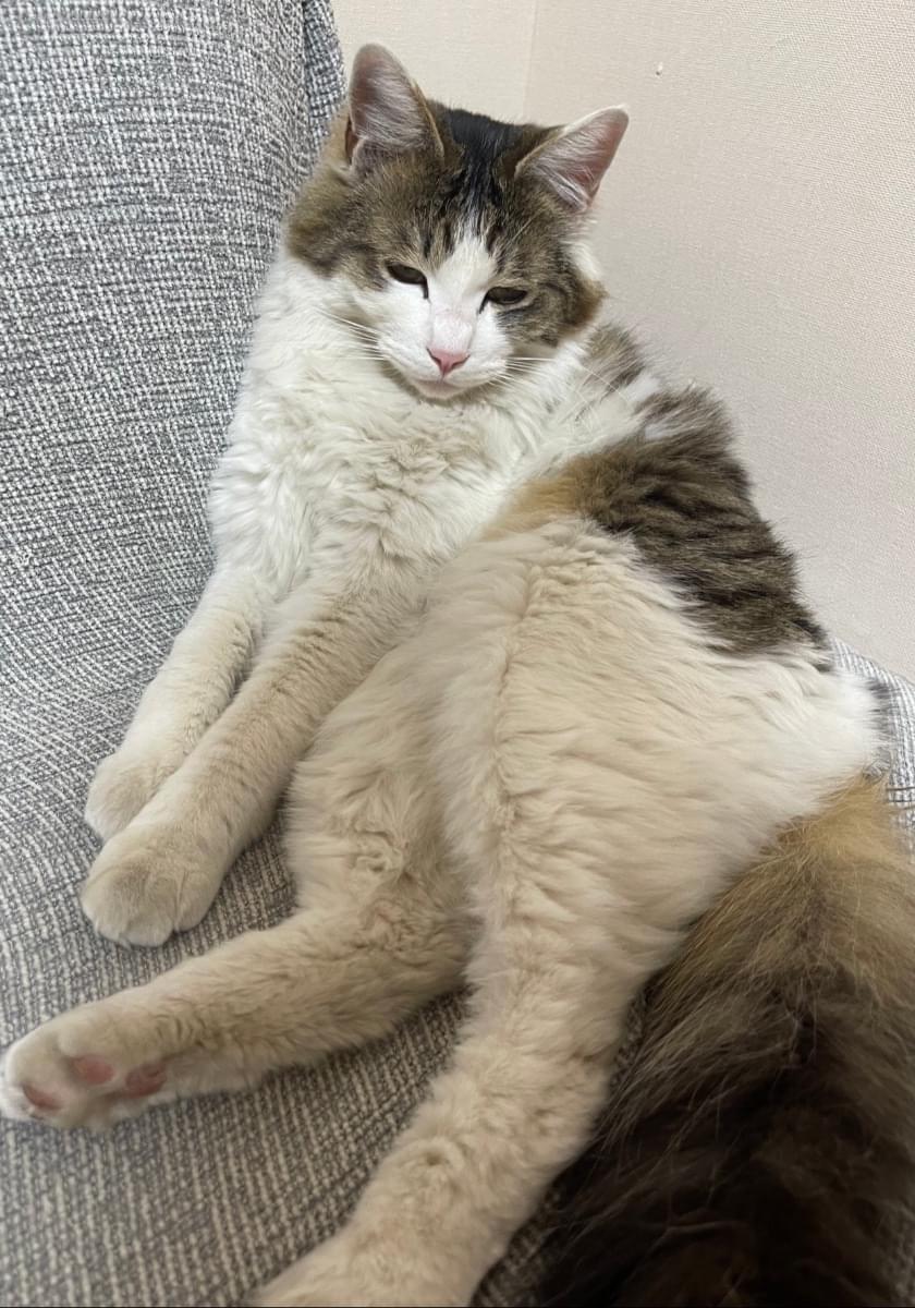 オスの白キジ猫を探してます