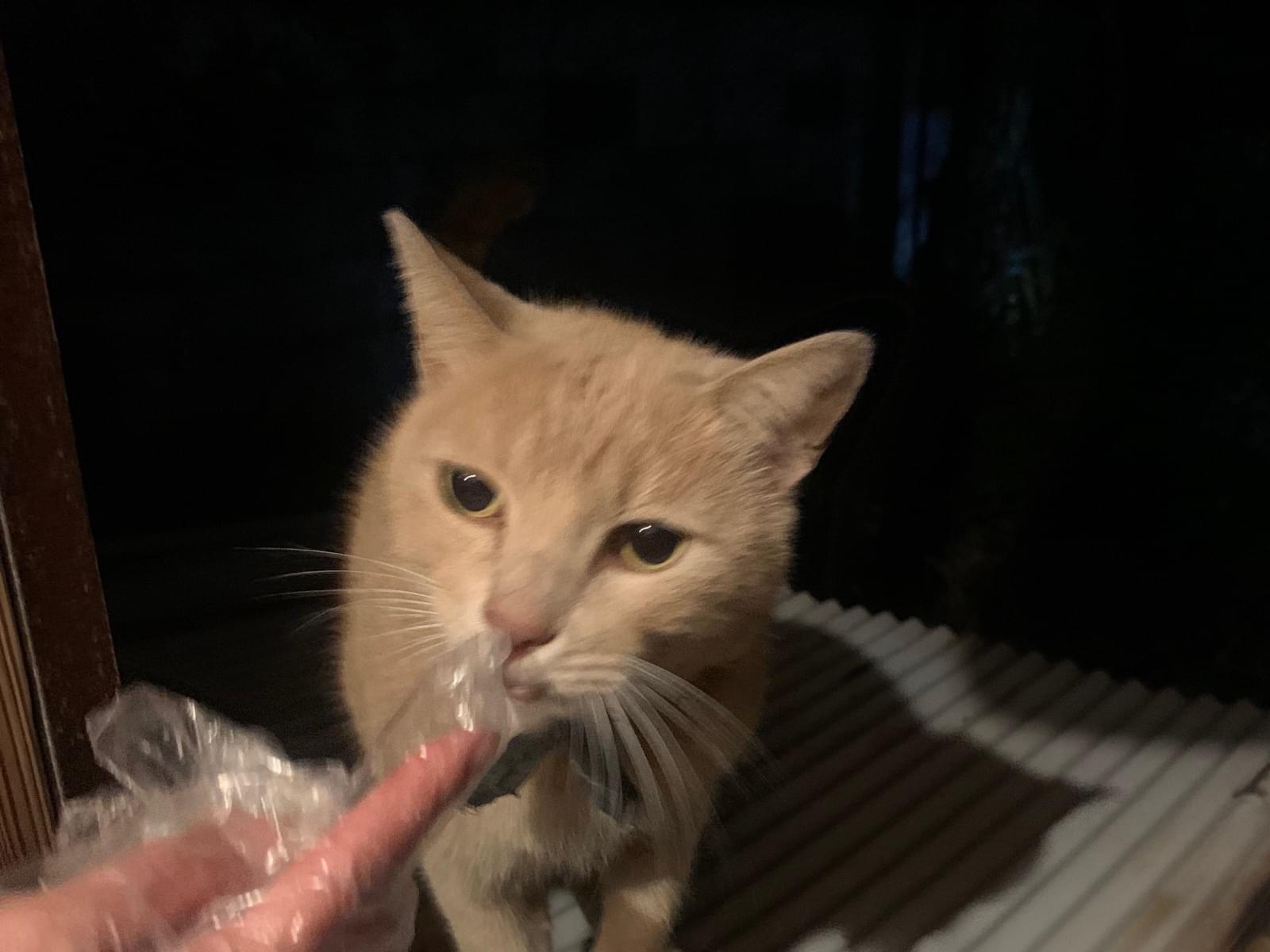 目撃された猫 目撃された猫