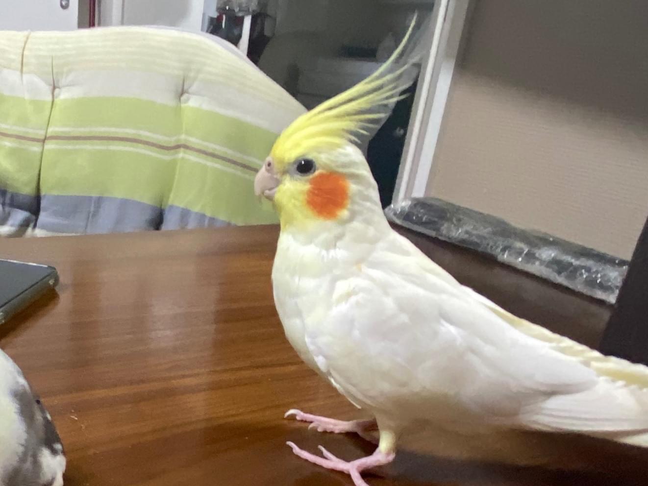 クリちゃん クリちゃん