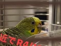 保護された鳥 保護された鳥