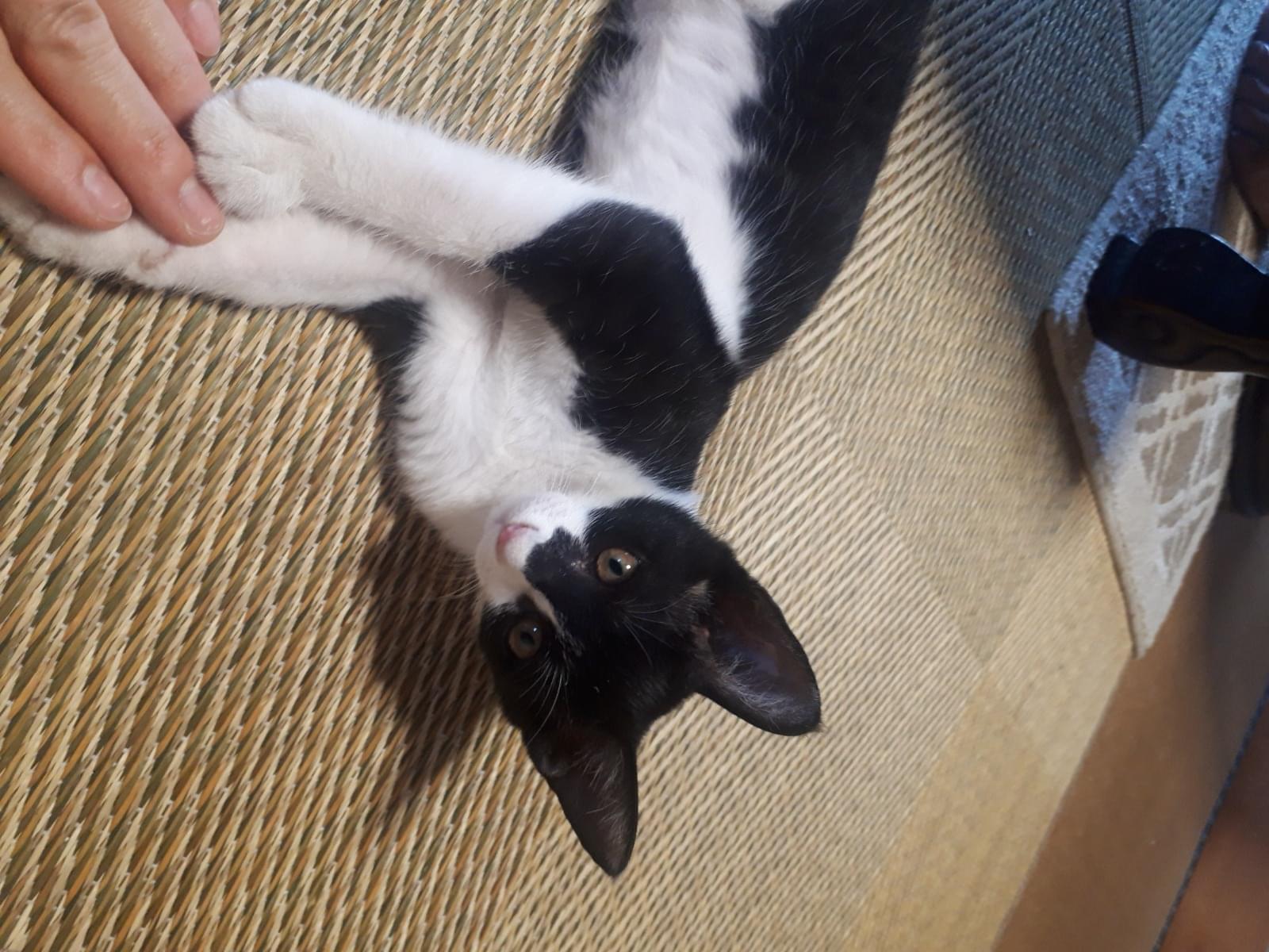 マメ太ちゃん マメ太ちゃん