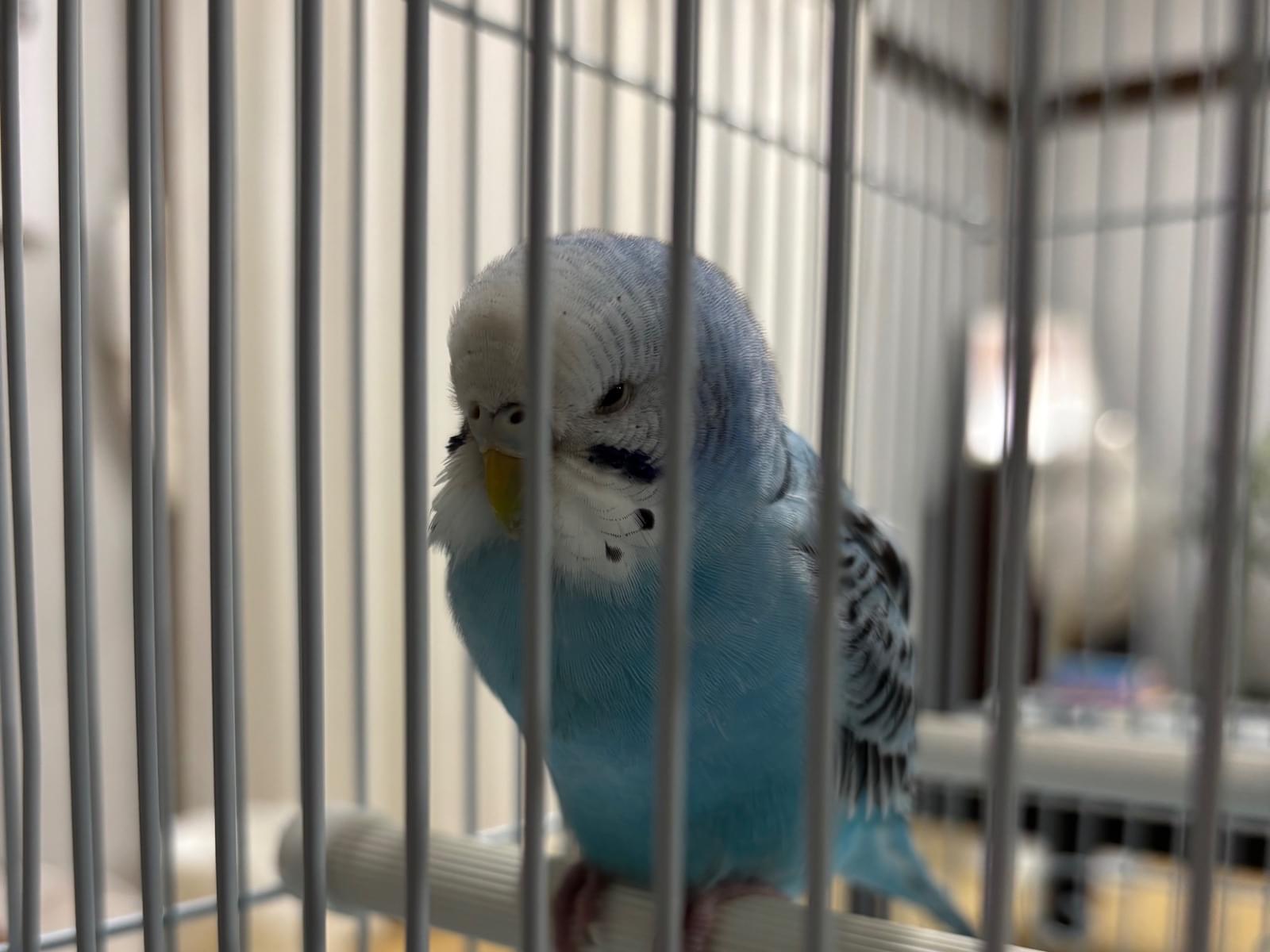 保護された鳥