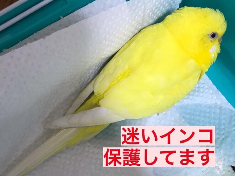 保護された鳥 保護された鳥