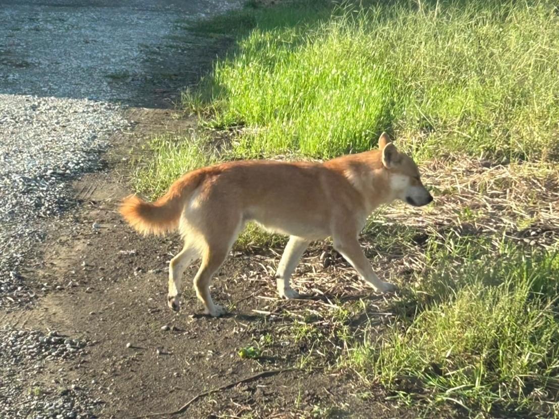 目撃された犬 目撃された犬