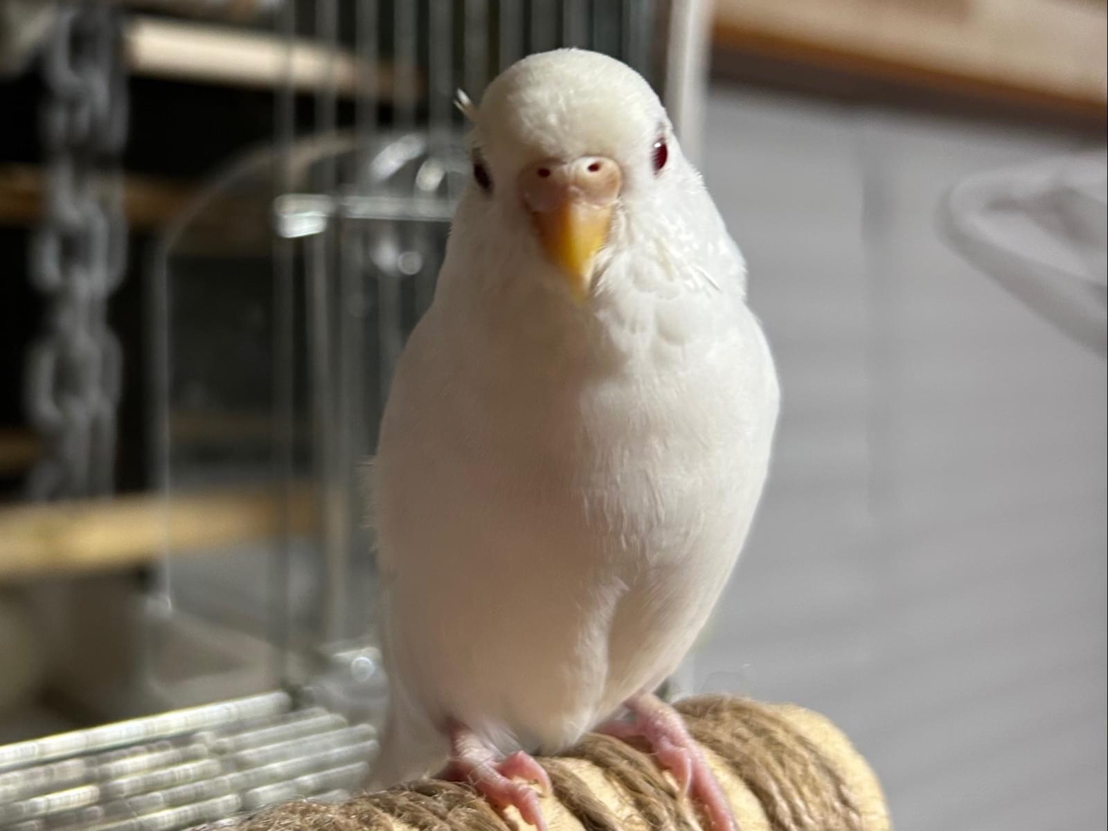 うーちゃん
