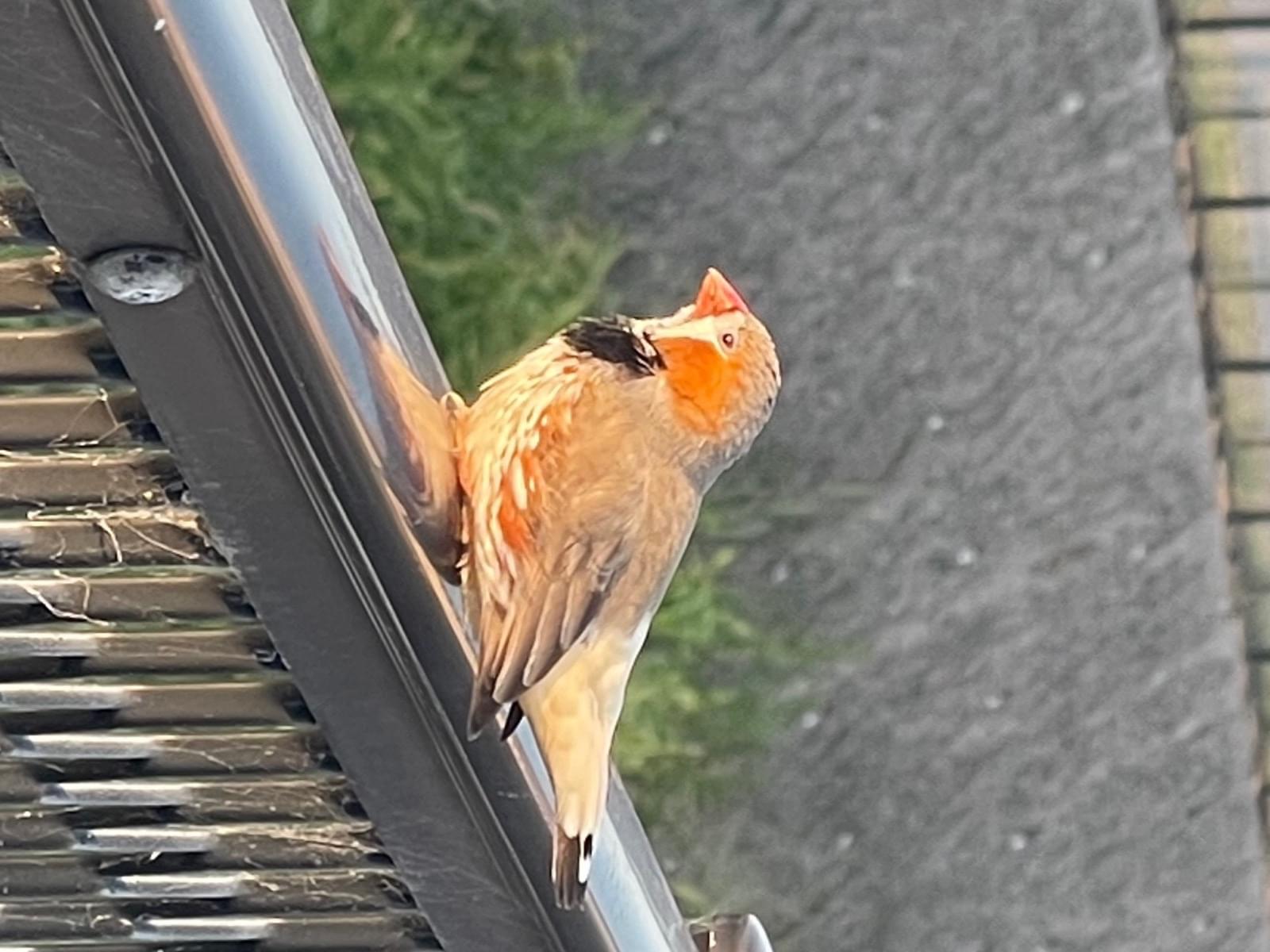 目撃された鳥 目撃された鳥
