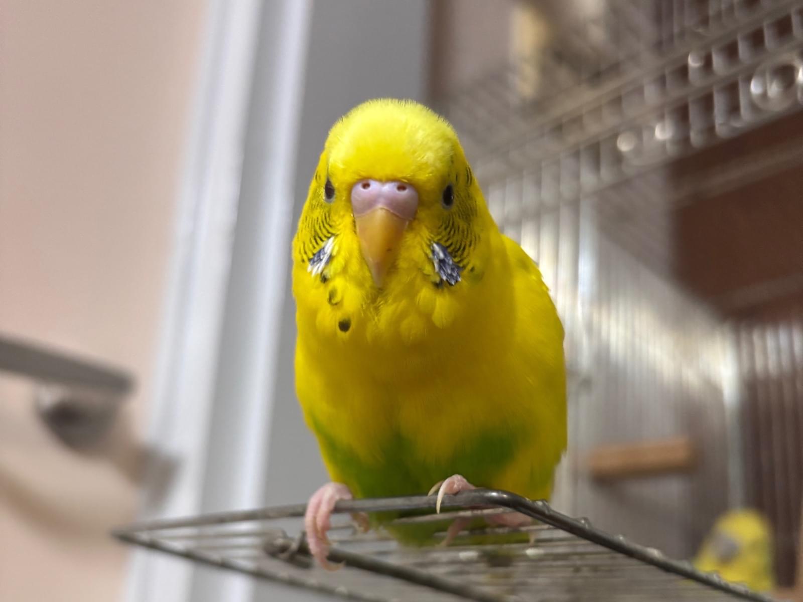 ウニちゃん ウニちゃん