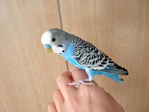 保護された鳥 保護された鳥