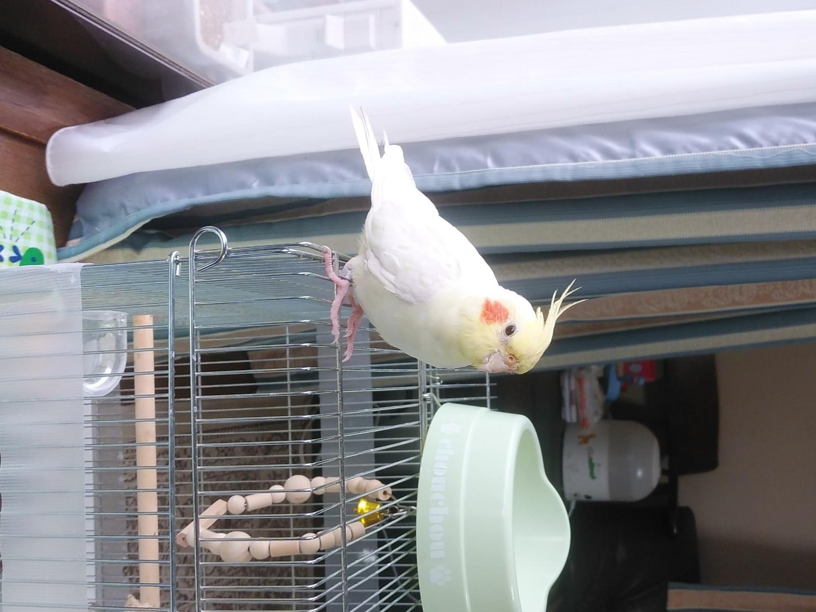 はるちゃん はるちゃん