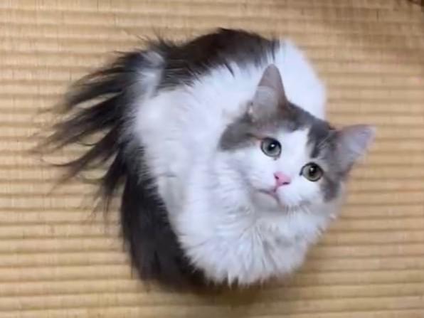 ピカちゃん ピカちゃん