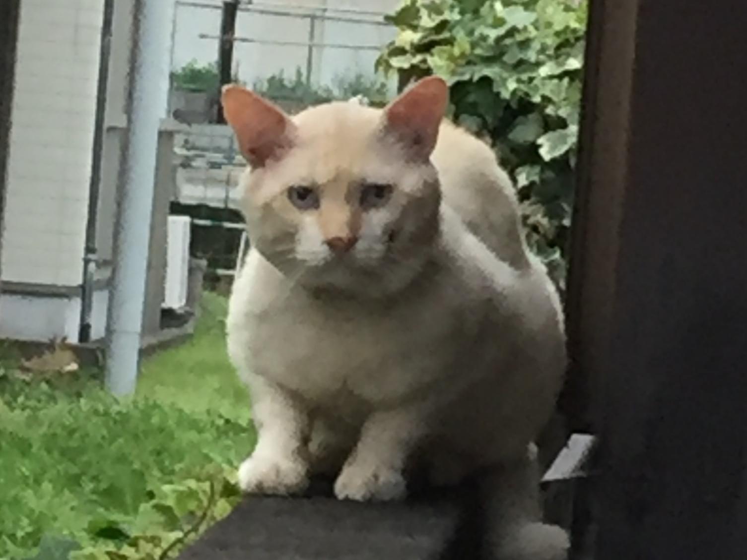 目撃された猫 目撃された猫