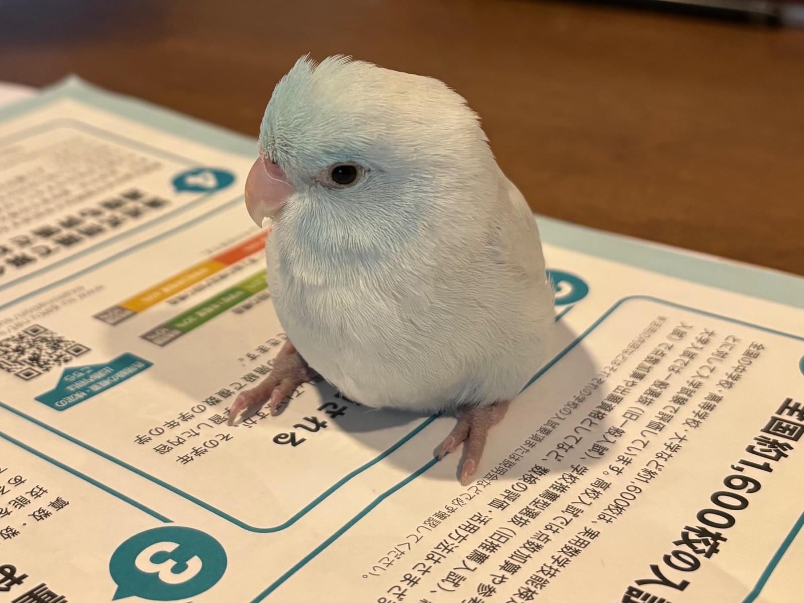 ルリちゃん ルリちゃん