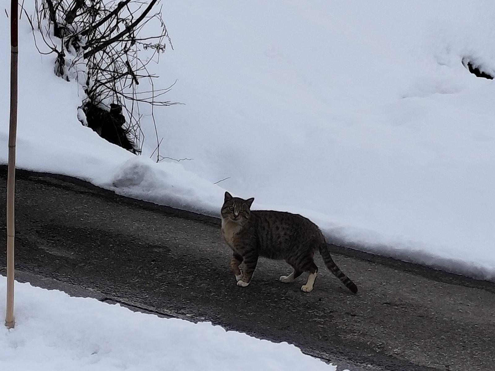 目撃された猫 目撃された猫