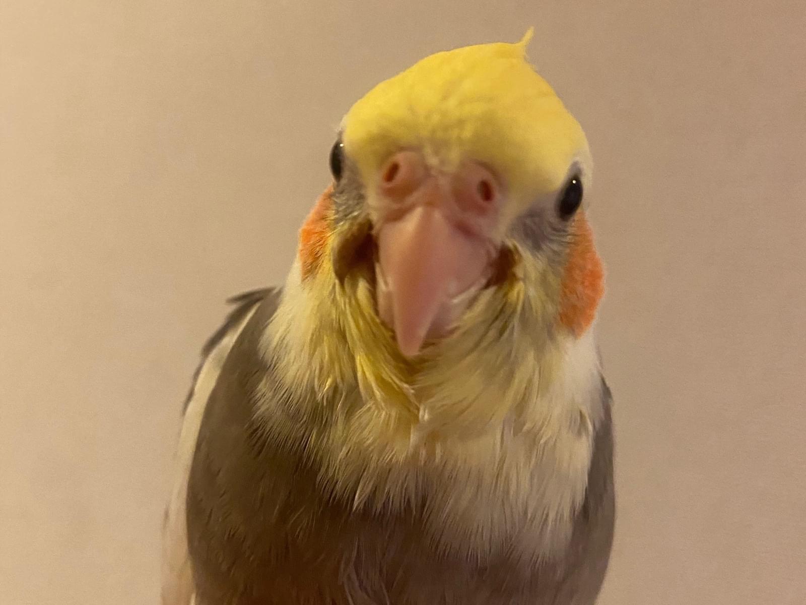 トトちゃん トトちゃん