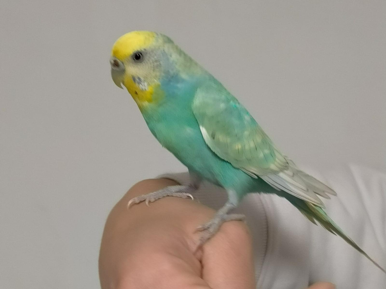 ピヨちゃん ピヨちゃん