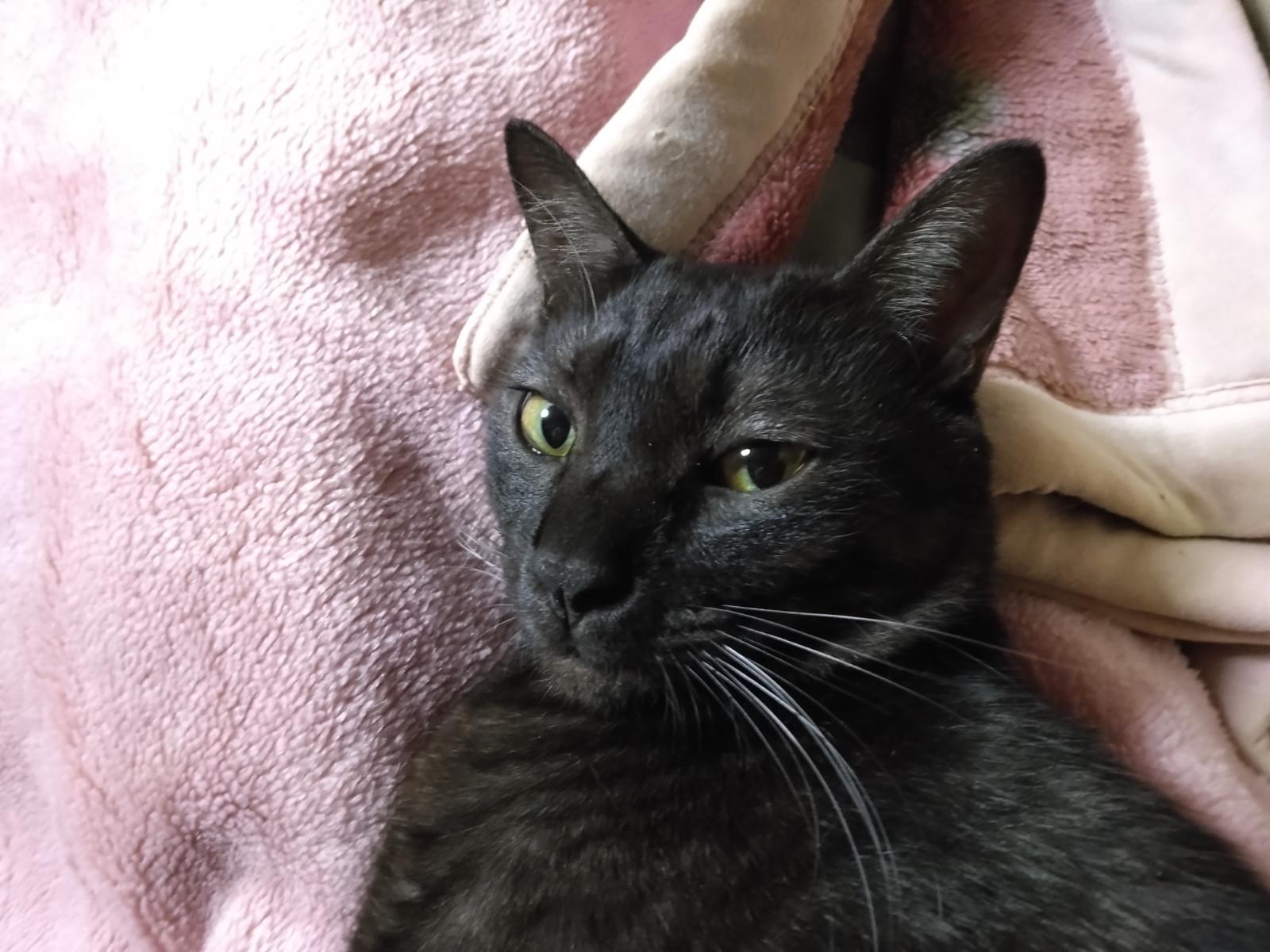 ふうちゃん ふうちゃん