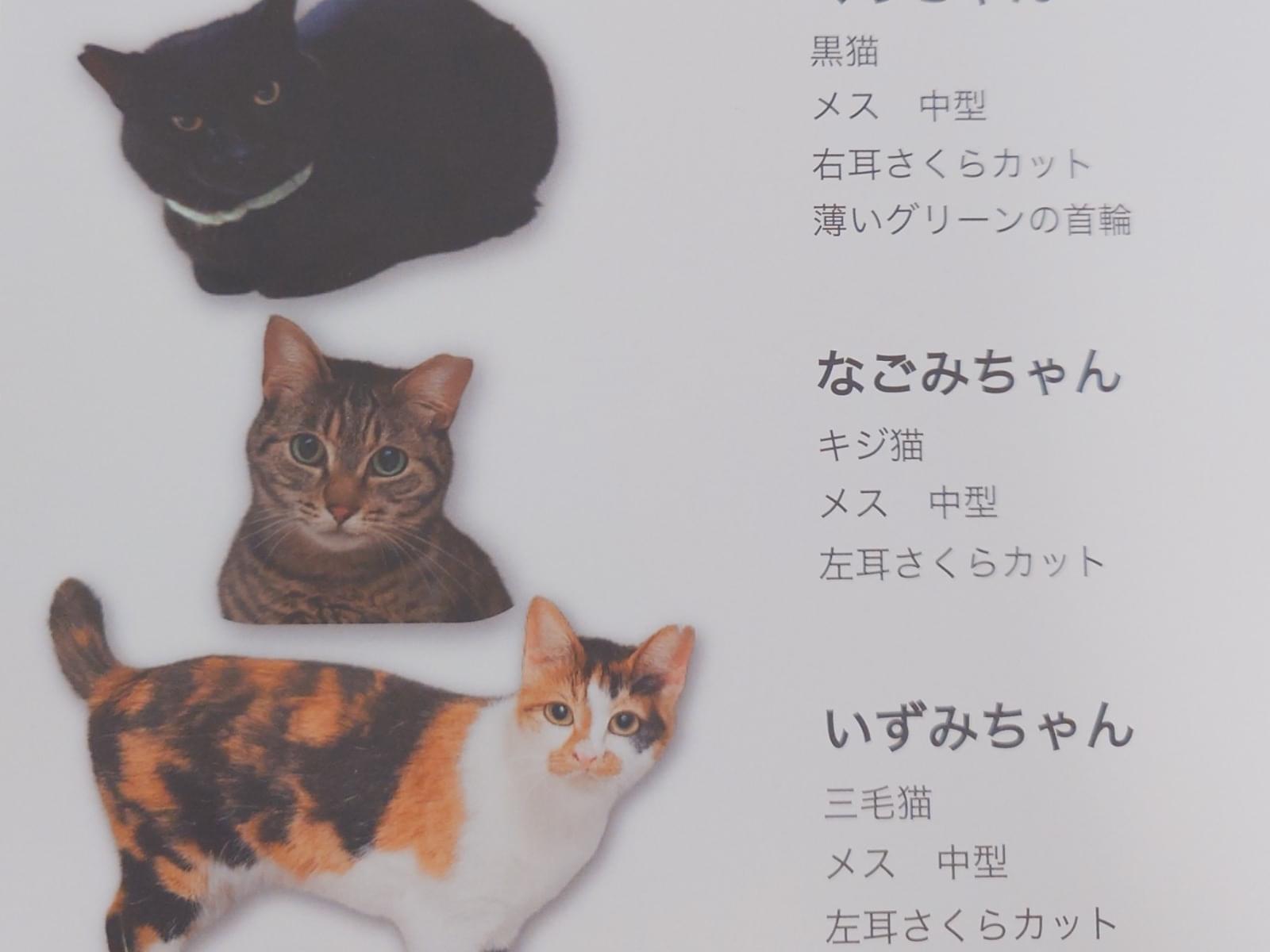 くう なごみ いずみちゃん
