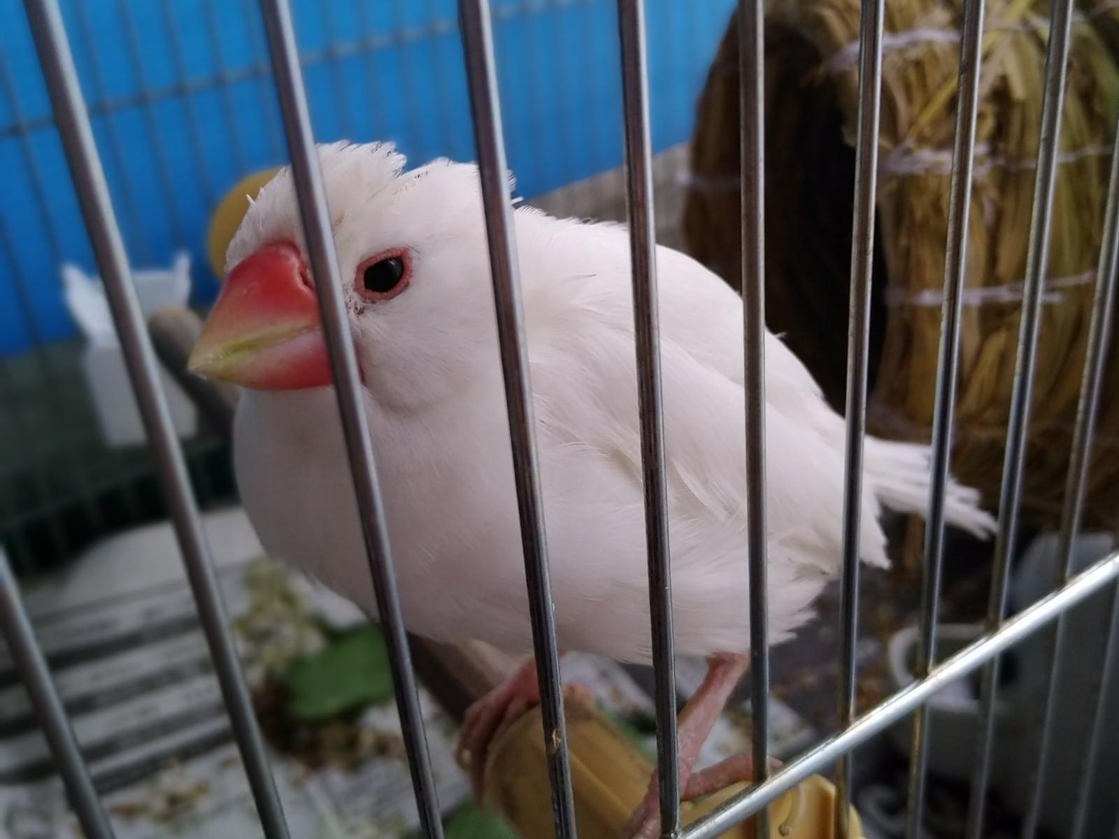 ぶんちゃん ぶんちゃん