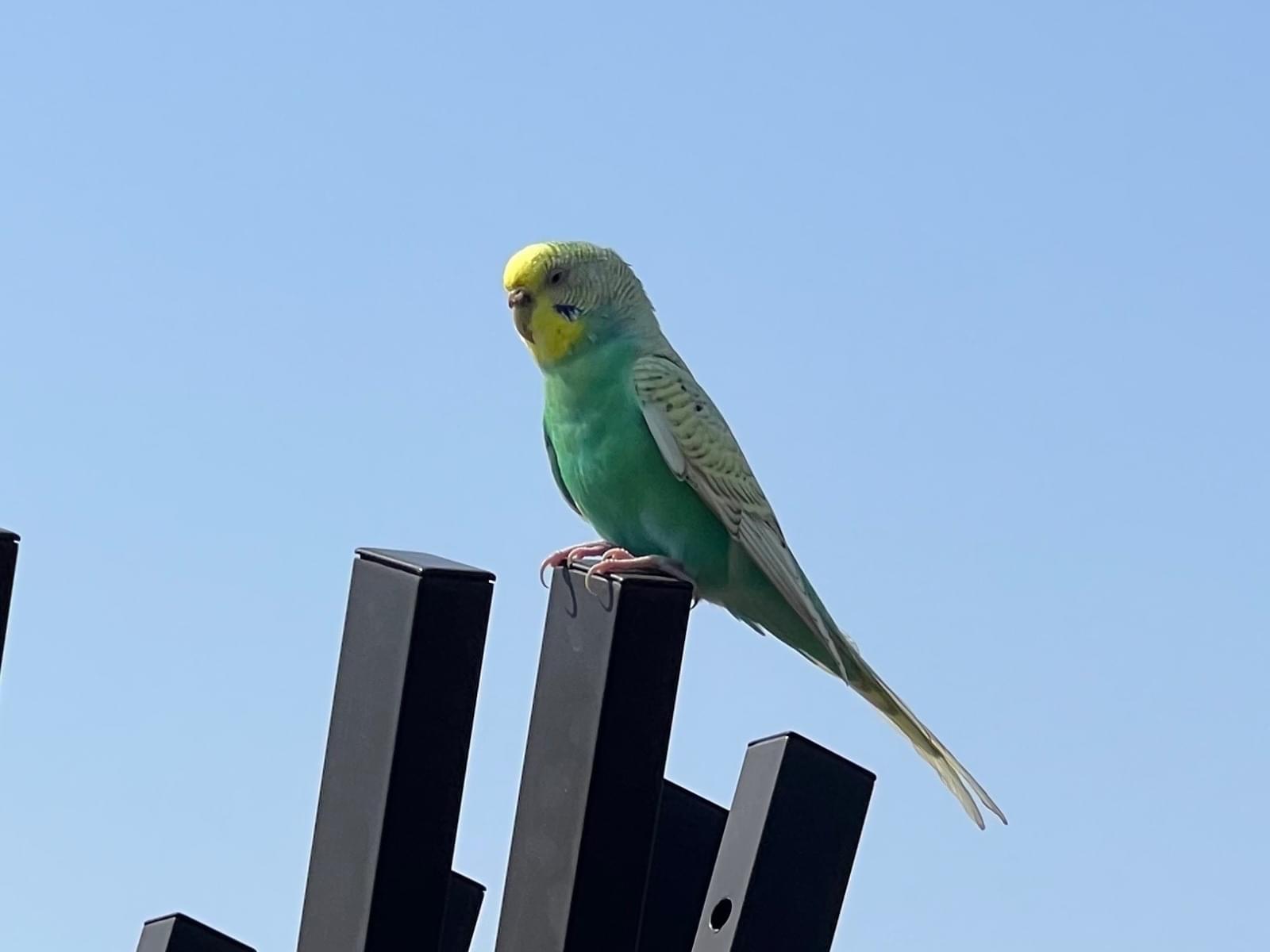 目撃された鳥 目撃された鳥