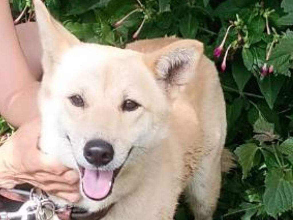 目撃された犬 目撃された犬
