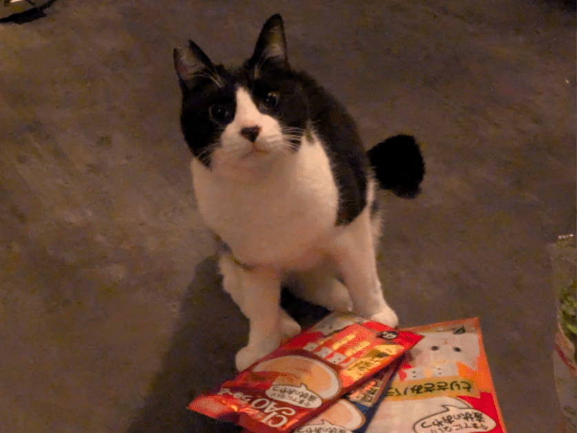保護された猫 保護された猫
