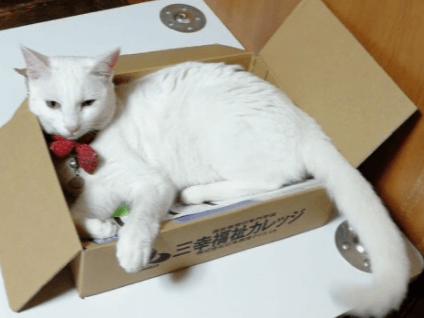 ももちゃん ももちゃん