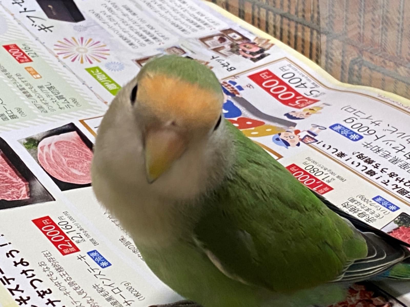 クリムちゃん クリムちゃん