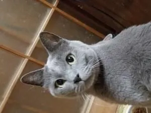 全身グレーの猫ちゃん探してます‼️
