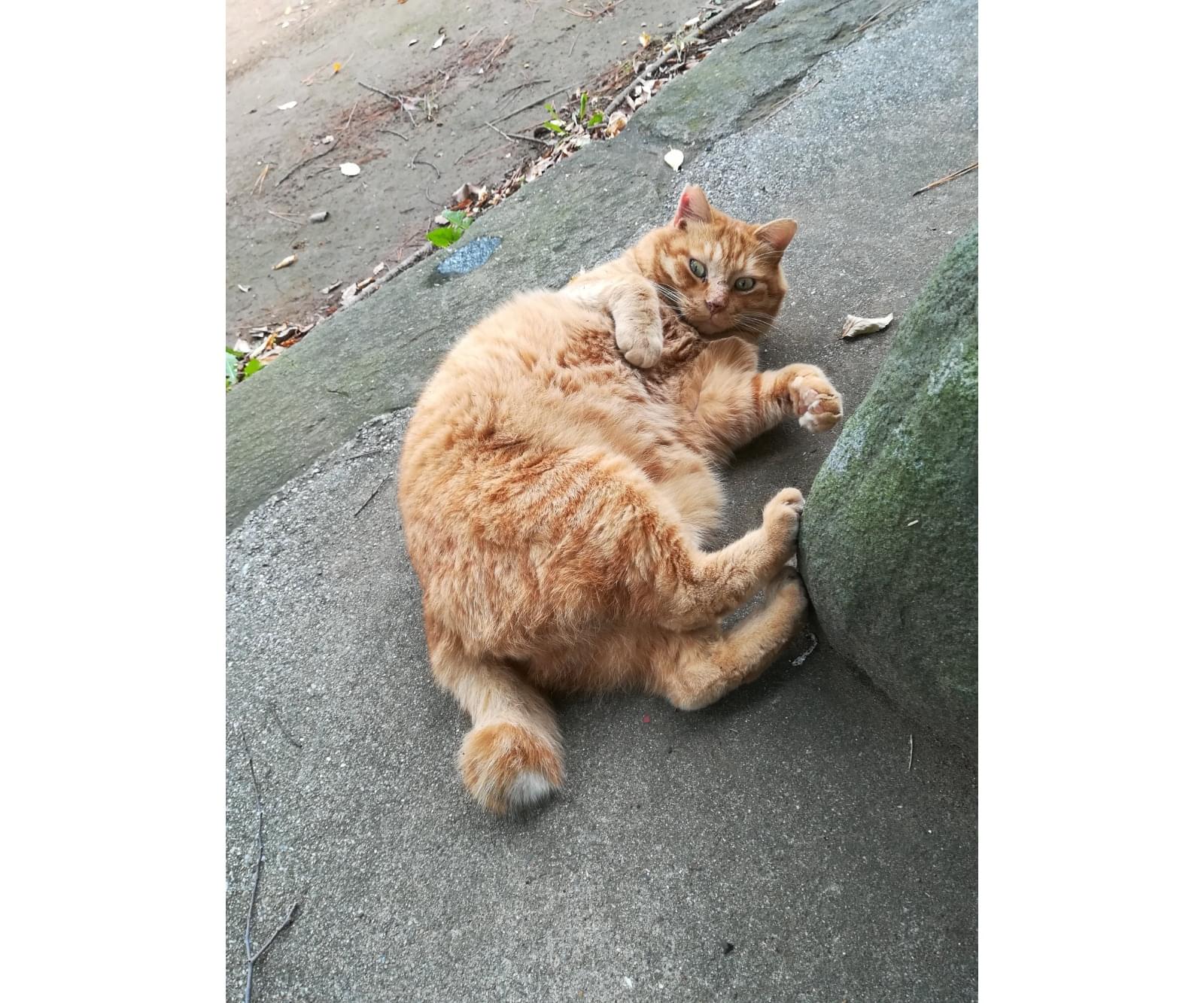 江戸川区】 大きめ茶トラ・オス猫 【脱走】