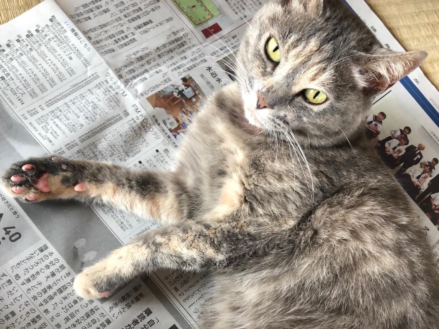 メメちゃん メメちゃん