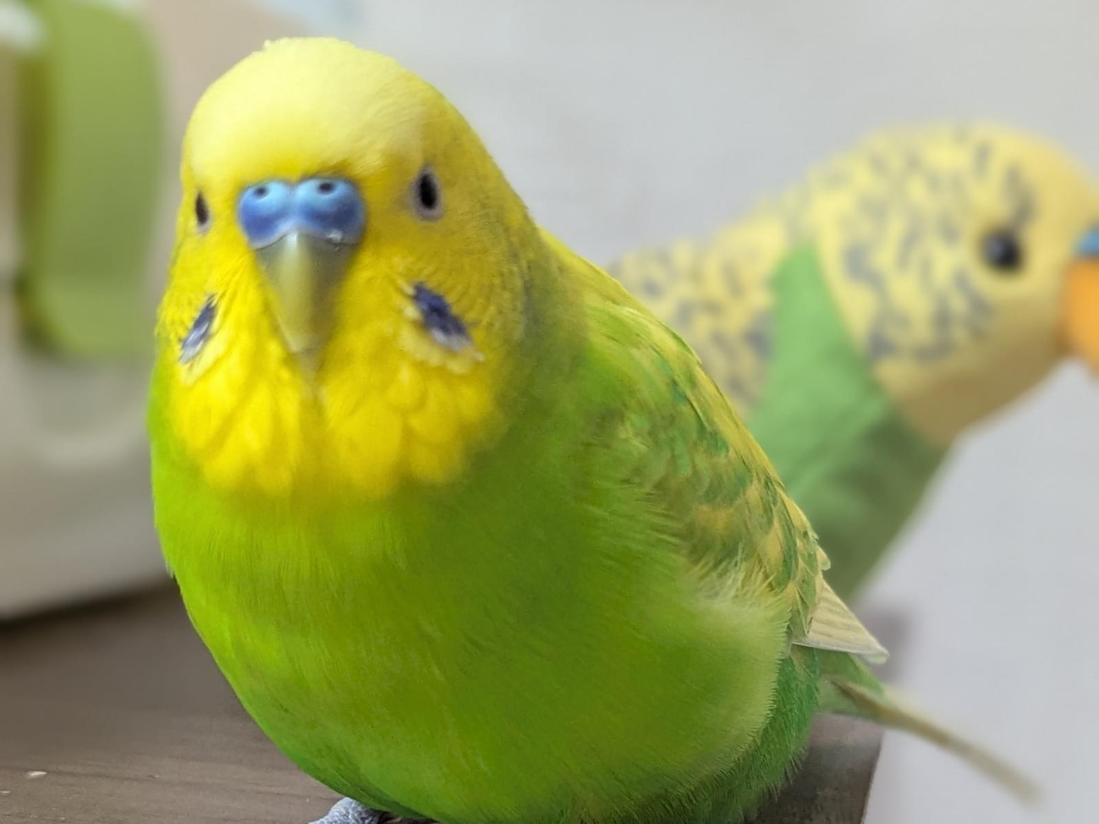 ピーちゃん ピーちゃん