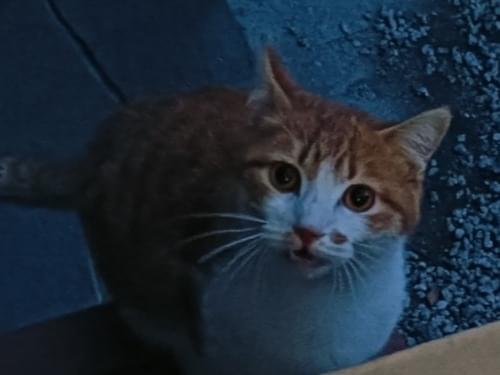 シンちゃん シンちゃん