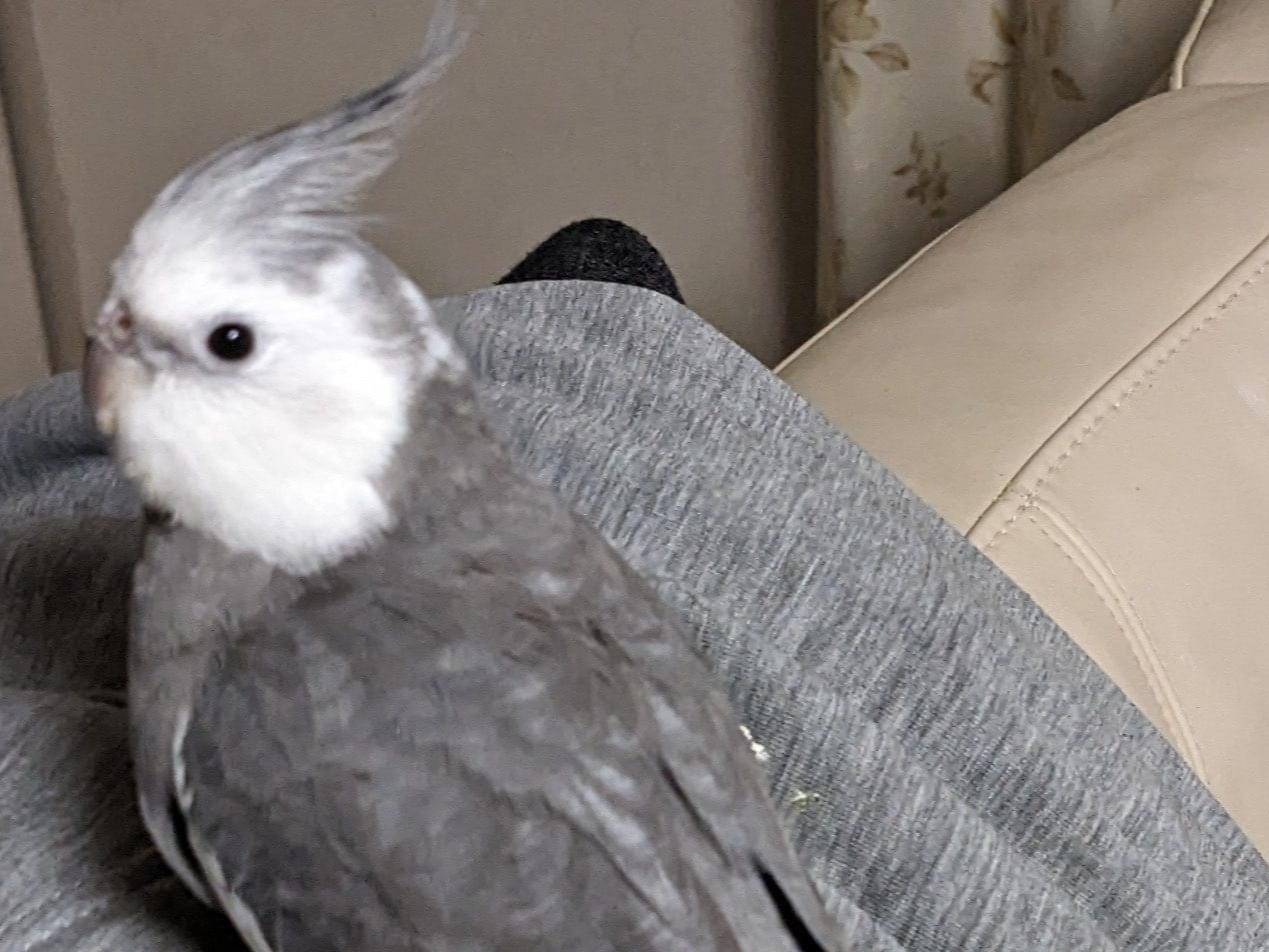 ぎんさんちゃん