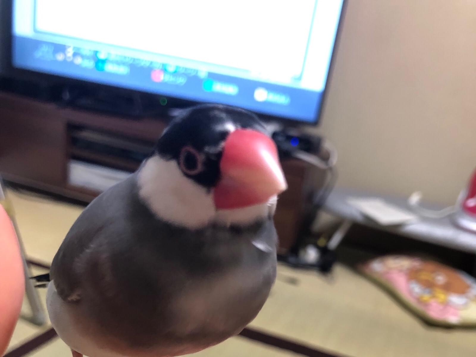 もんちゃん もんちゃん