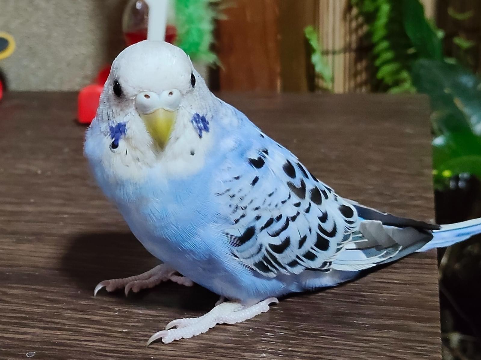 りんちゃん りんちゃん
